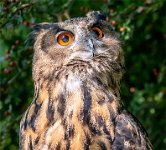 133 - CRANING EAGLE OWL - BAKER BRIAN - united kingdom <div